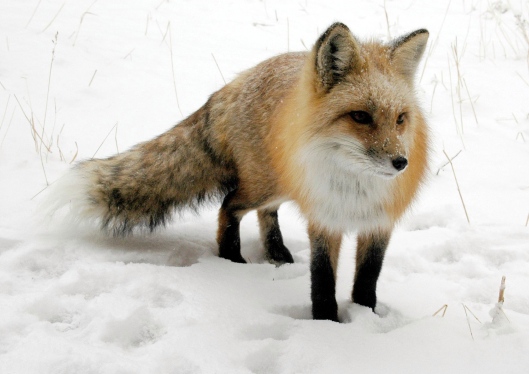 Fox In Snow Wikimedia Commons