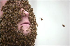 bees-1
