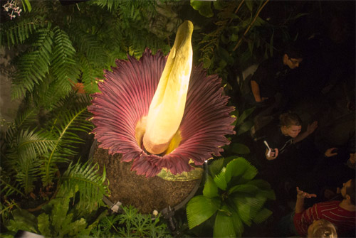 Amorphophallus titanum, Corpse Flower