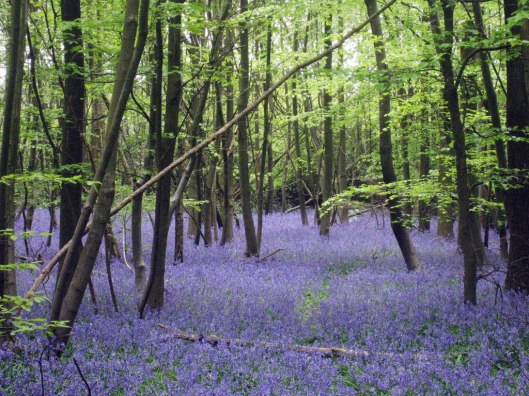 Little Chittenden Wood; bluebell time (fairies' flower)