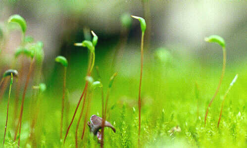 dbf 980511 moss sporophytes