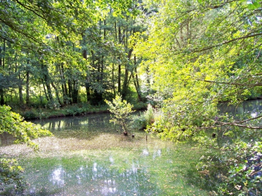 Steanbridge Mill Pond, Slad, , Copyright Ian Hunter, licensed for re-use