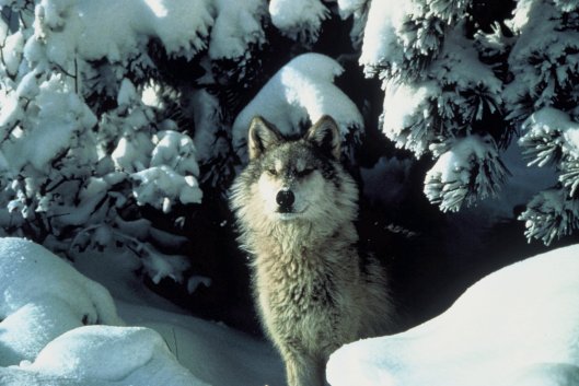 Canis_lupus_standing_in_snow